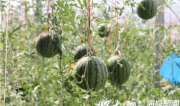 辽源吃瓜爆料视频,揭秘当地热点事件背后的真相